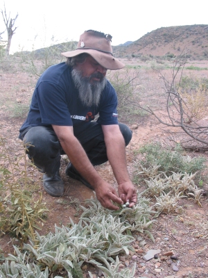 Cliff Coulthard collecting bushtucker